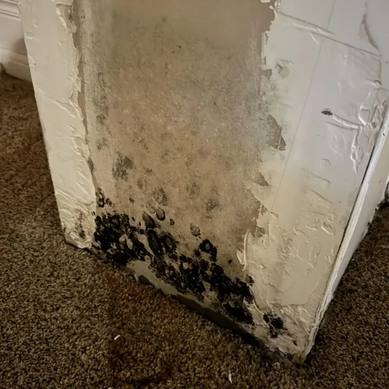 Professional Mold Removal in Huntington Beach, CA